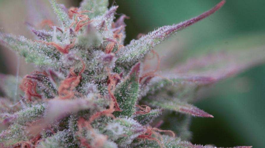 Big Maristuff ,very first grow. Week 9 - As seen under a jewlers loupe  the trichomes are tramsparent