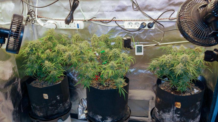 Big Maristuff ,very first grow. Week 10 - Well, I am not going to win any awards with this grow but I'm pleased I made it 