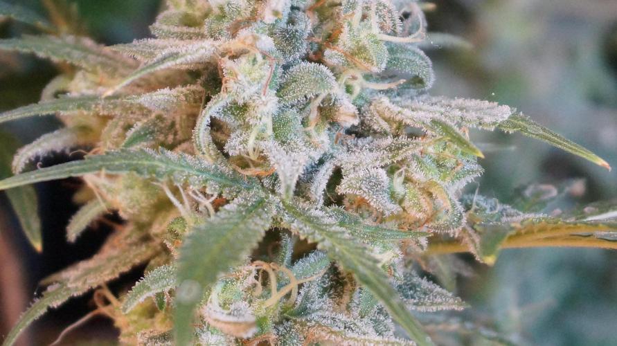 Big Maristuff ,very first grow. Week 11 - Milky but no amber trichomes yet