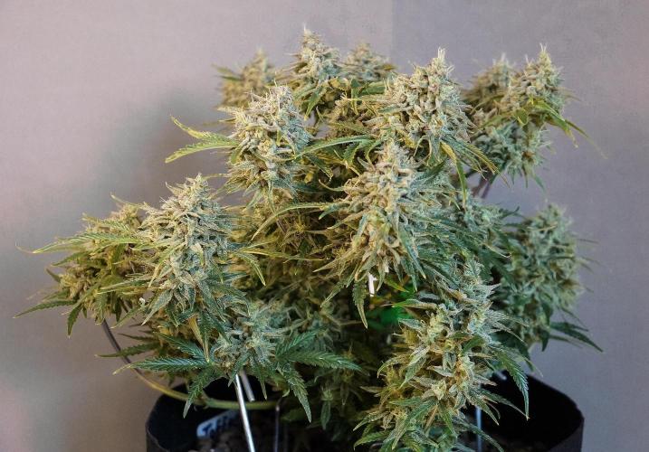 Big Maristuff ,very first grow. Week 11 - Plant is quite small. 30-40 cm tall