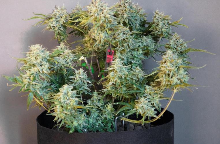 Big Maristuff ,very first grow. Week 11