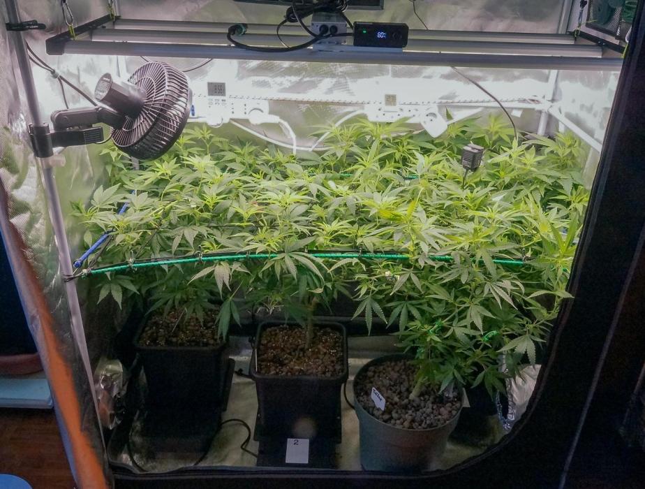 Big Maristuff ,very first grow. Week 12 - Photo period Chem Dog