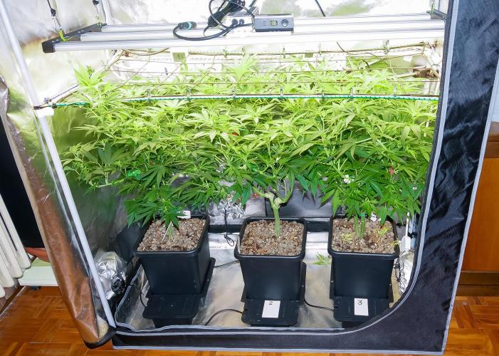 Big Maristuff ,very first grow. Week 13 - Having difficulty uploading foto's