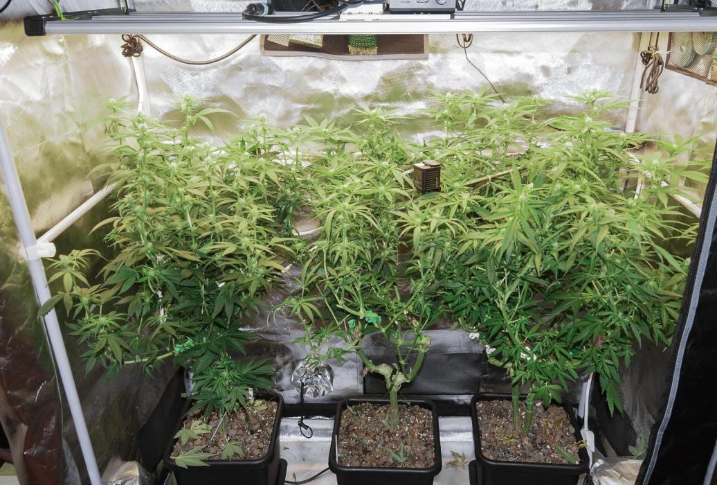 Big Maristuff ,very first grow. Week 14 - second week of flower' Photoperiod Chemdog.