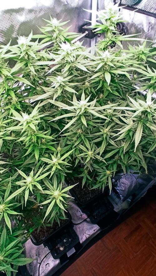 Big Maristuff ,very first grow. Week 15 - Pistols well formed. Getting some popcorn buds under the main flowers