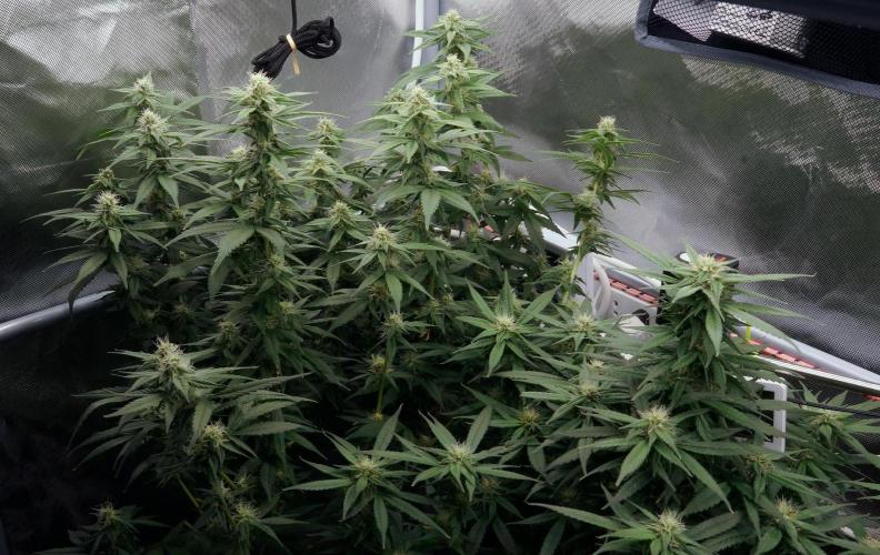 Big Maristuff ,very first grow. Week 16 - Budding nicely