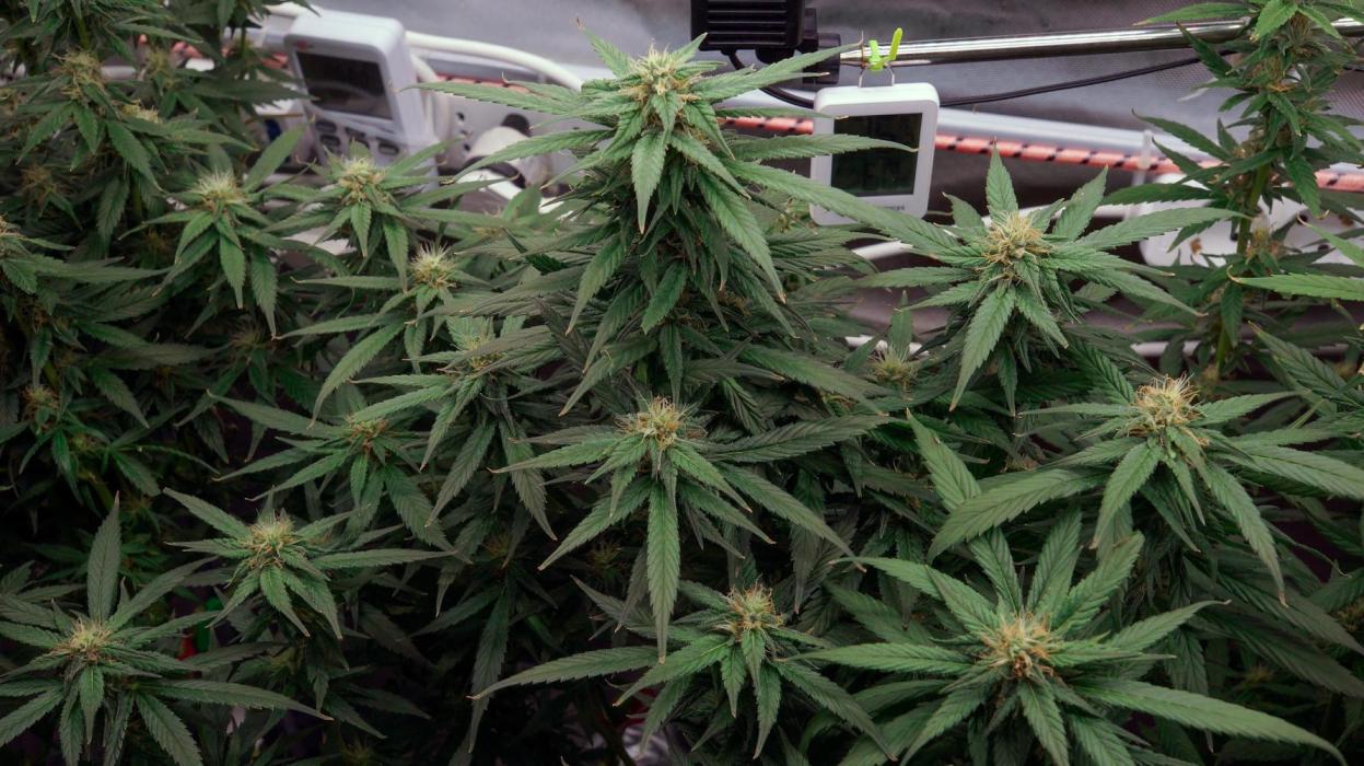 Big Maristuff ,very first grow. Week 19
