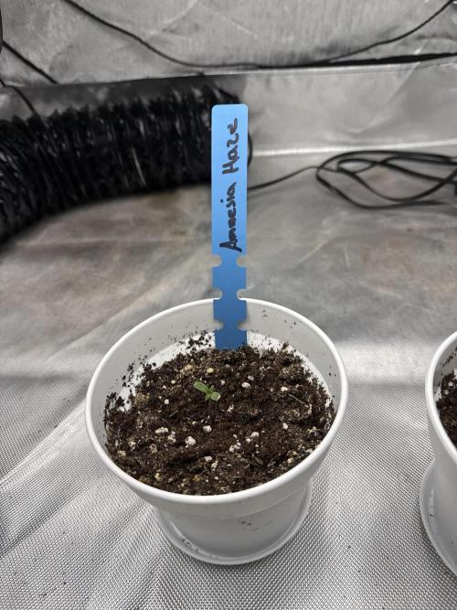 First Diaries Grow. Week 0 - 4 Tage 