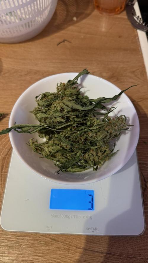 my first plan. Week 0