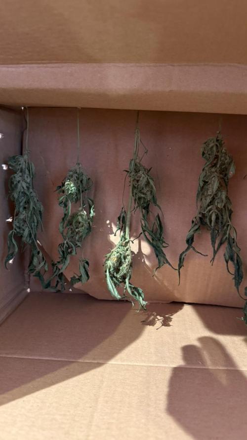 my first plan. Week 0