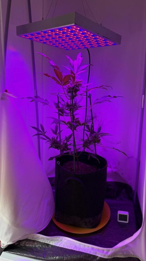 my first plan. Week 0