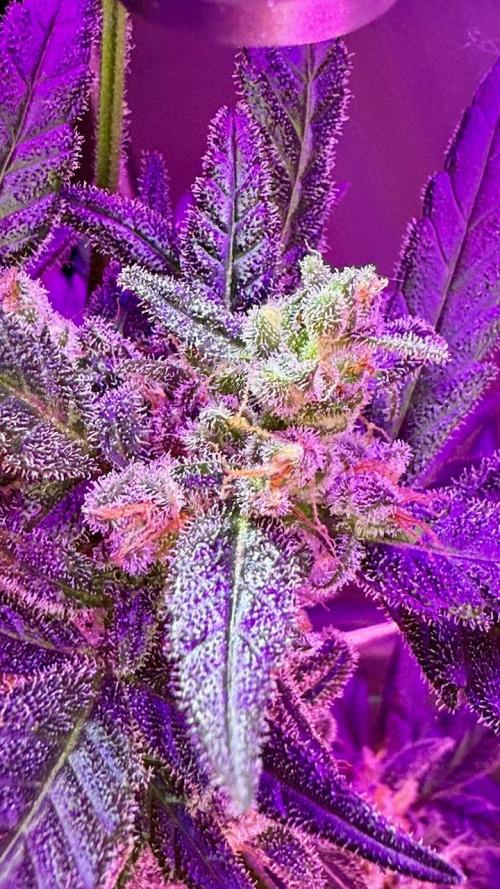 my first plan. Week 0