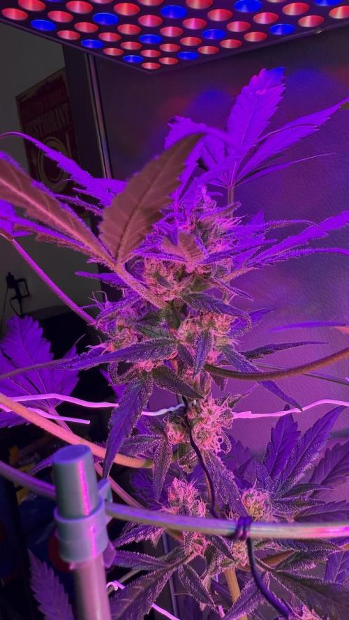 my first plan. Week 0