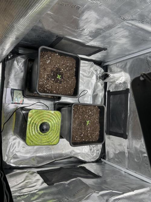 Orange buds 2.0. Week 0