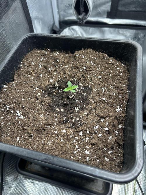 Orange buds 2.0. Week 0