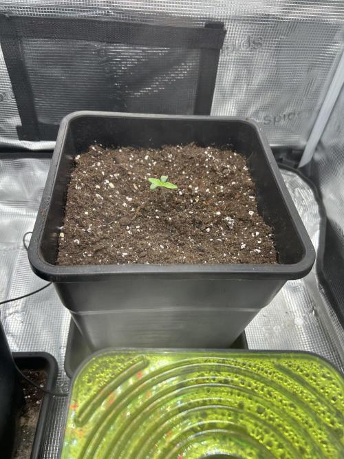 Orange buds 2.0. Week 0