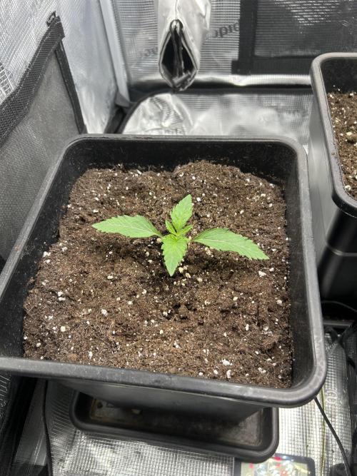 Orange buds 2.0. Week 1
