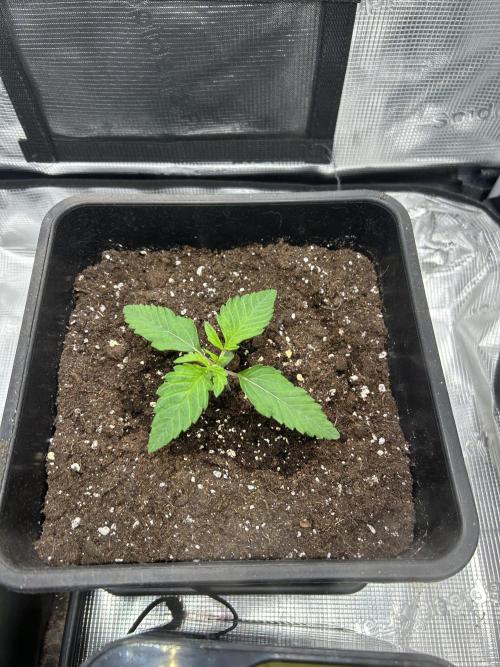 Orange buds 2.0. Week 1