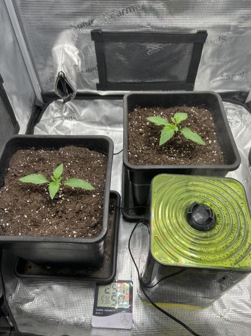 Orange buds 2.0. Week 1