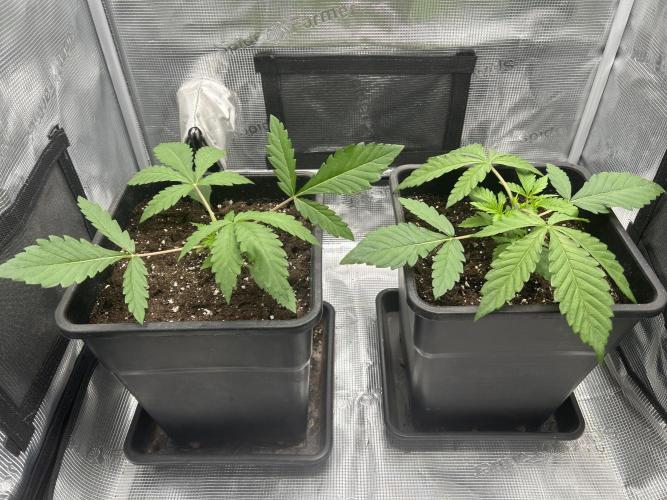 Orange buds 2.0. Week 2