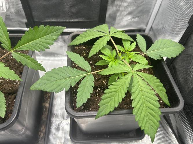 Orange buds 2.0. Week 2