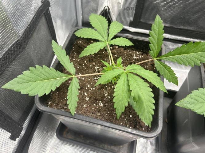 Orange buds 2.0. Week 2