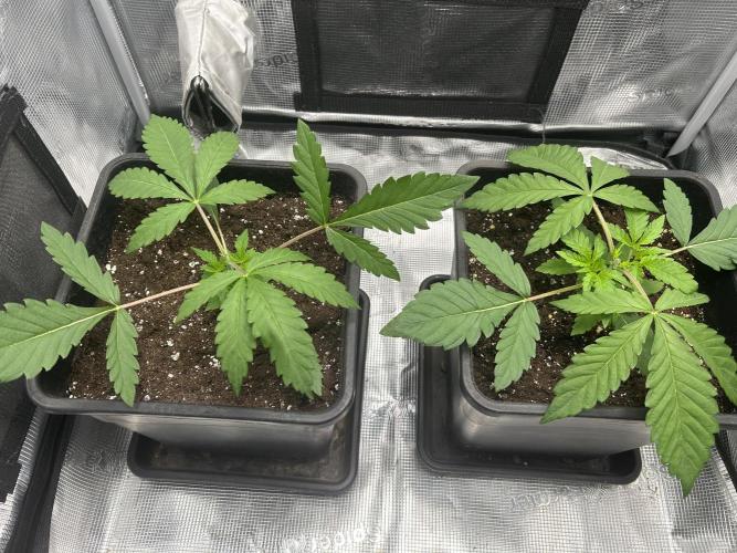 Orange buds 2.0. Week 2