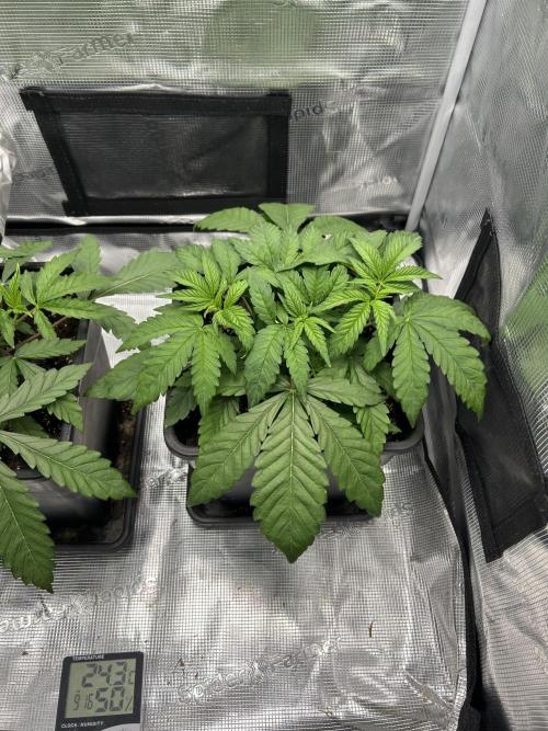 Orange buds 2.0. Week 3