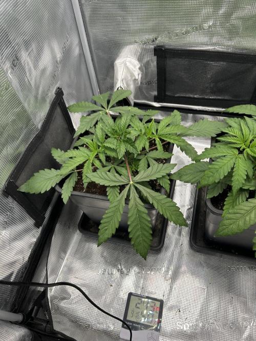 Orange buds 2.0. Week 3