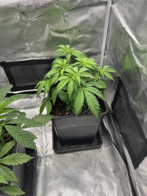 Orange buds 2.0. Week 4