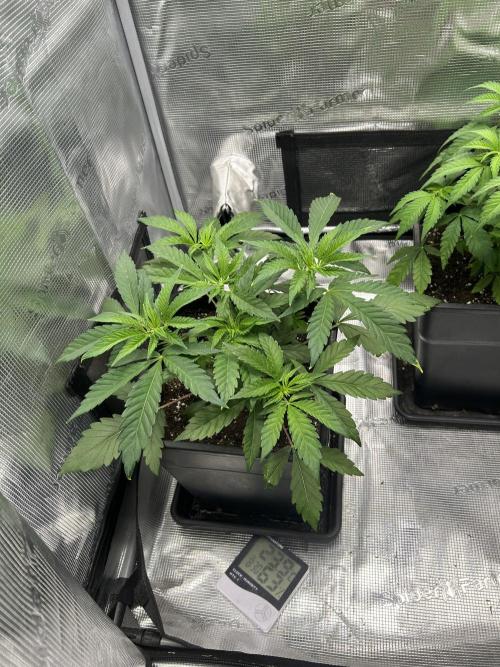 Orange buds 2.0. Week 4