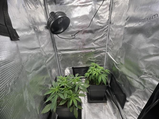 Orange buds 2.0. Week 4