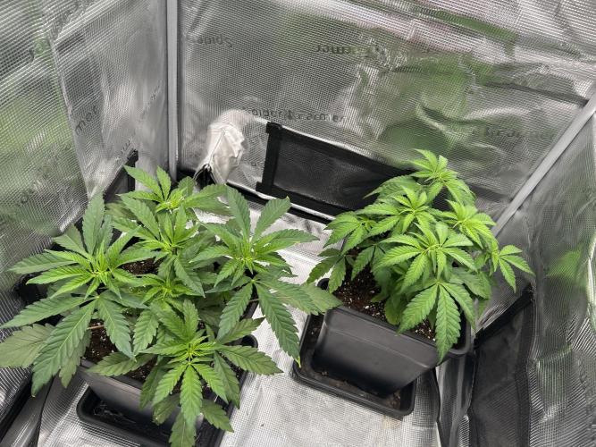 Orange buds 2.0. Week 4