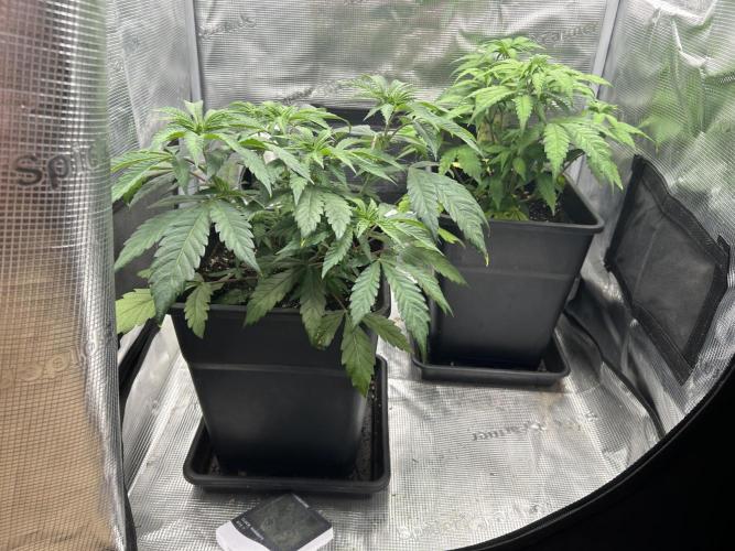 Orange buds 2.0. Week 5