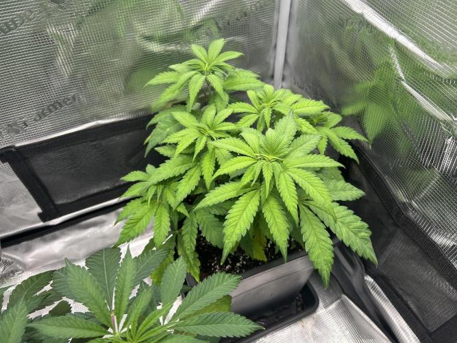 Orange buds 2.0. Week 5