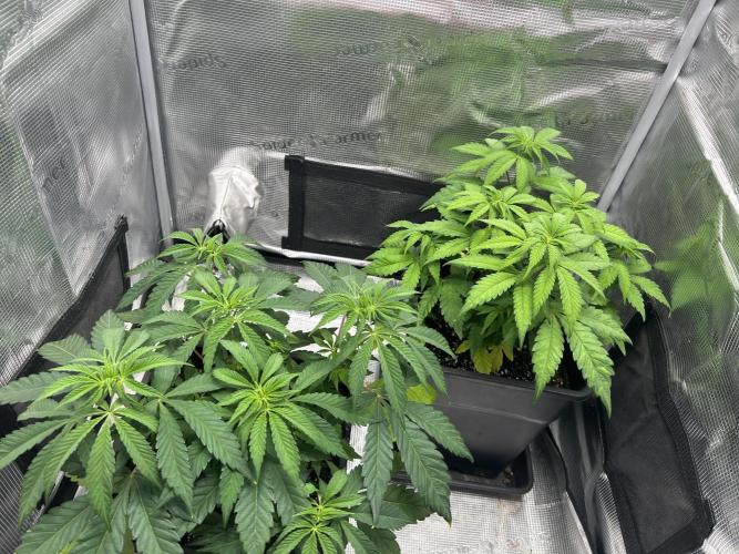 Orange buds 2.0. Week 5