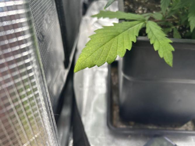 Orange buds 2.0. Week 5