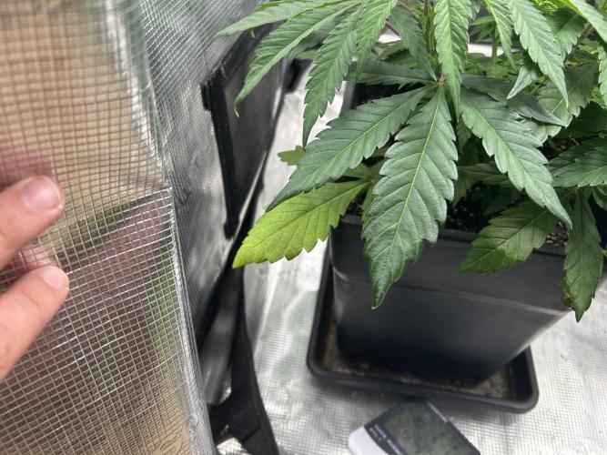 Orange Bud 2.0. Week 5