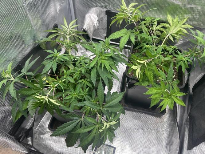 Orange buds 2.0. Week 6