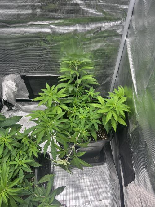 Orange buds 2.0. Week 6