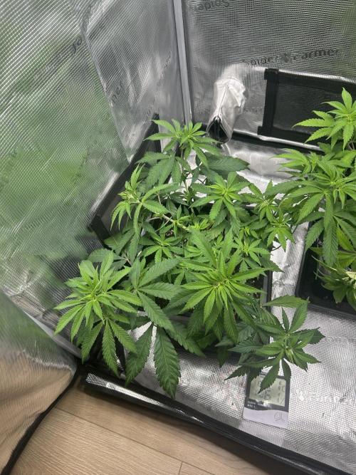 Orange buds 2.0. Week 6