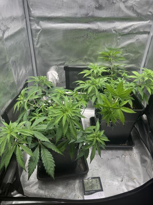Orange buds 2.0. Week 6