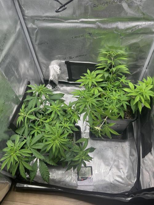 Orange Bud 2.0. Week 6