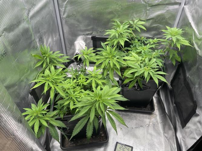 Orange buds 2.0. Week 7