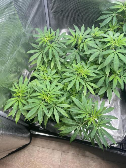 Orange buds 2.0. Week 9