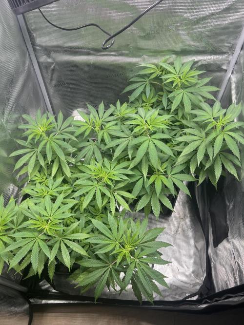 Orange buds 2.0. Week 9