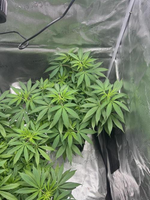 Orange buds 2.0. Week 9