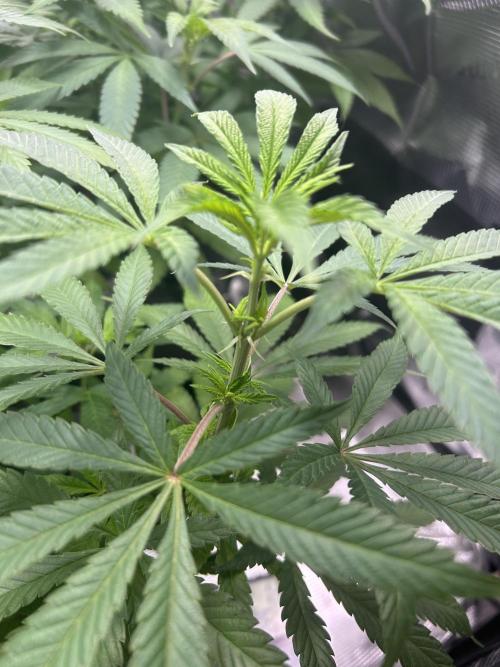 Orange buds 2.0. Week 9