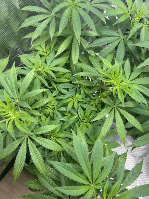 Orange buds 2.0. Week 9