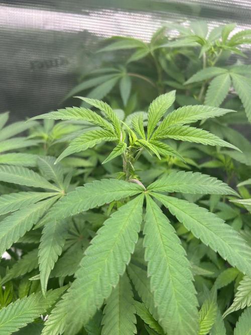 Orange buds 2.0. Week 9